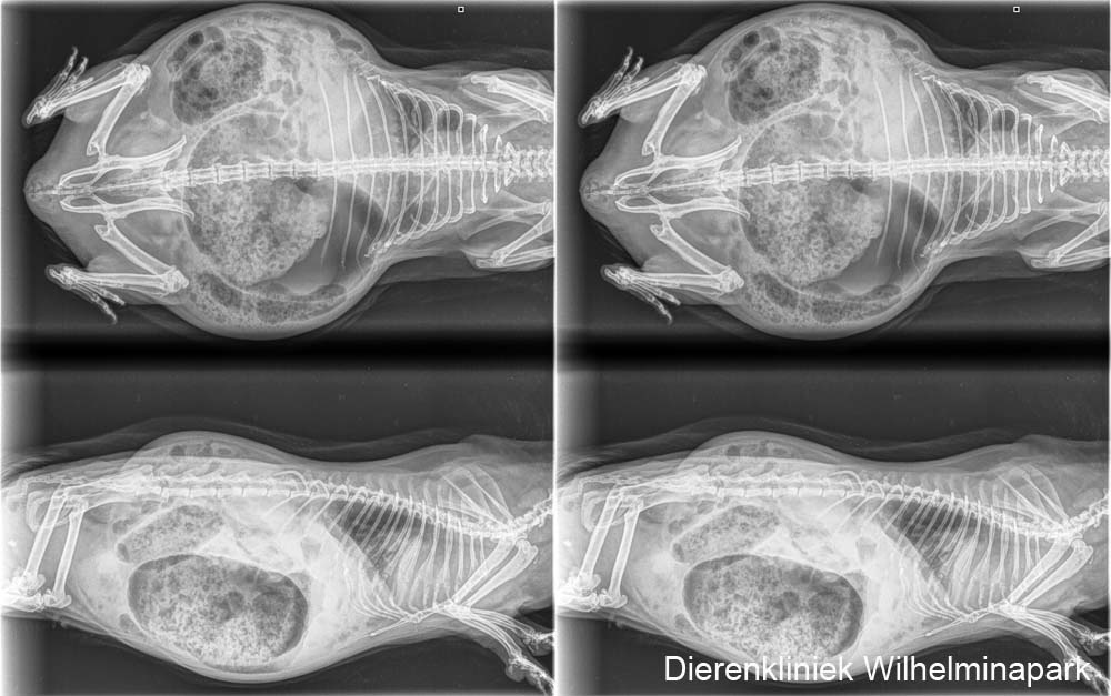 Het hart is niet vergroot bij cavia Roos op de rontgenfoto